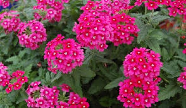 Karışık Mine Çiçeği Tohumu Ekim Seti 5 Tohum +Saksı+Toprak+Süpriz - Resim 3