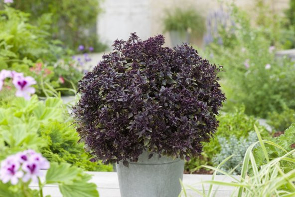 Mis Kokulu Mor Reyhan Tohumu Ekim Seti 50 Tohum Fesleğen +Saksı+T - 2