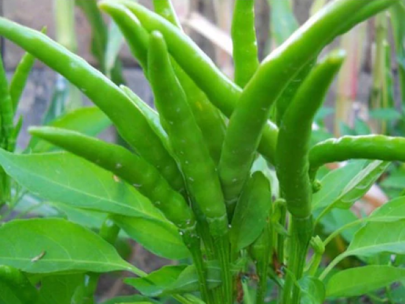 Acı Beşparmak Biber Tohumu Ekim Seti 15 Tohum + Saksı + Toprak - Resim 3