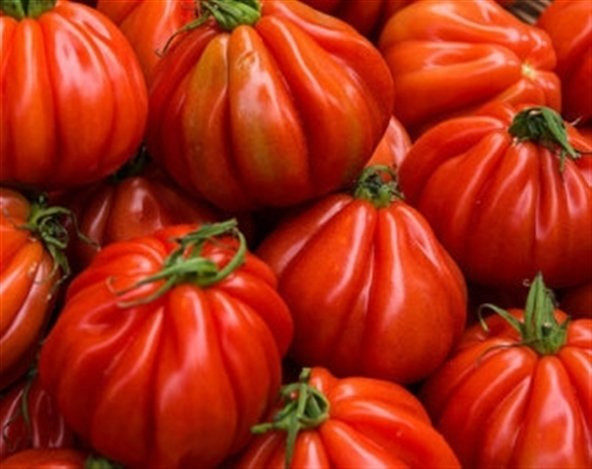 Pileli Dev Antik İtalyan Domates Tohumu Ekim Seti 5 Tohum +Saksı - 3