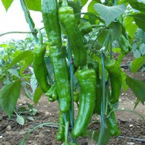 Tatlı Pat Biber Tohumu Ekim Seti 20 Tohum + Saksı+Toprak - 3