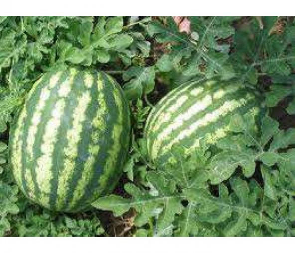 Crimson Sweet Karpuz Tohumu 15 Tohum + Süpriz Hediye Tohum - 3