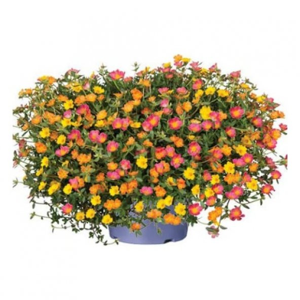 İpek Şellaki Çiçeği Tohumu Ekim Seti 5 Tohum + Saksı+Toprak+Hediy - 2