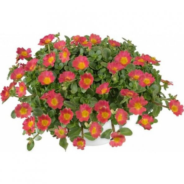 İpek Şellaki Çiçeği Tohumu Ekim Seti 5 Tohum + Saksı+Toprak+Hediy - 3