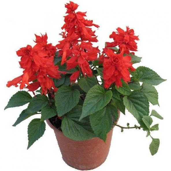 Karışık Ateş Çiçeği Tohumu 5 Tohum Çiçek Tohumu + Süpriz Hediye