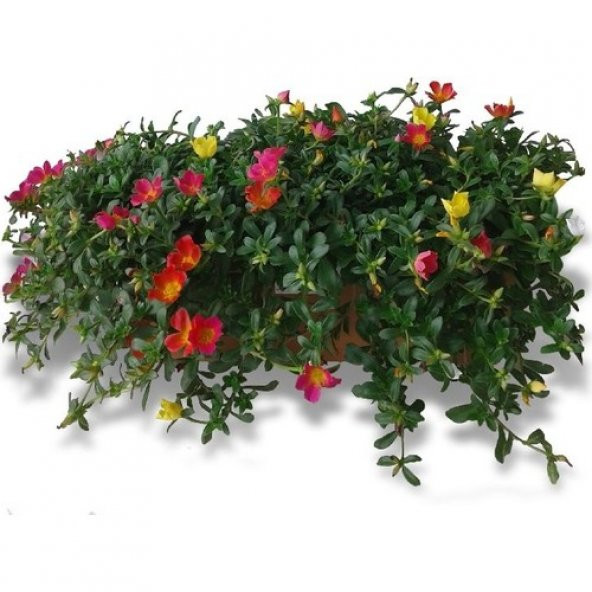 İpek Şellaki Çiçeği Tohumu Ekim Seti 5 Tohum + Saksı+Toprak+Hediy - 4