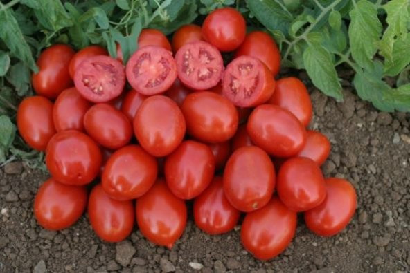 Salçalık Bursa Domates Tohumu Ekim Seti 20 Tohum + Saksı + Toprak - 5