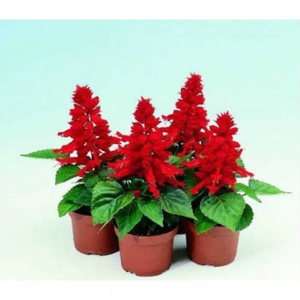 Karışık Ateş Çiçeği Tohumu 5 Tohum Çiçek Tohumu + Süpriz Hediye - 3