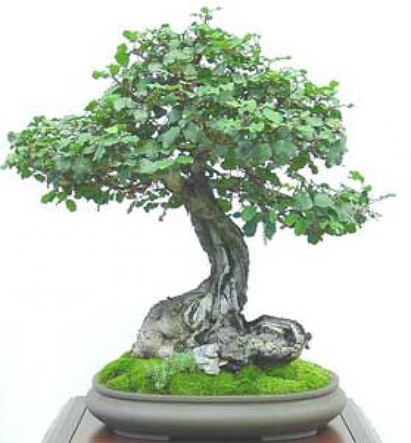 Bodur Keçi Boynuzu Bonzai Ağacı Tohumu 3 Tohum +Hediye Bonsai Toh - 2