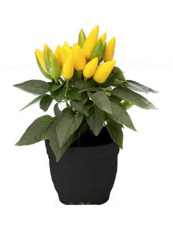 Acı Yayla Biberi Tohumu Ekim Seti 20 Tohum +Saksı +Toprak +Süpriz