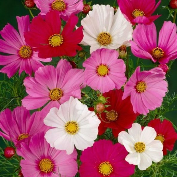 Cosmos Çiçeği Tohumu 5 Tohum Kozmoz Çiçek Tohumu + Süpriz Hediye - Resim 4