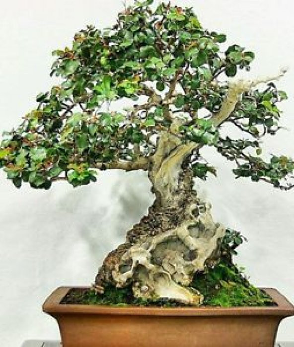 Bodur Keçi Boynuzu Bonzai Ağacı Tohumu 3 Tohum +Hediye Bonsai Toh - 3