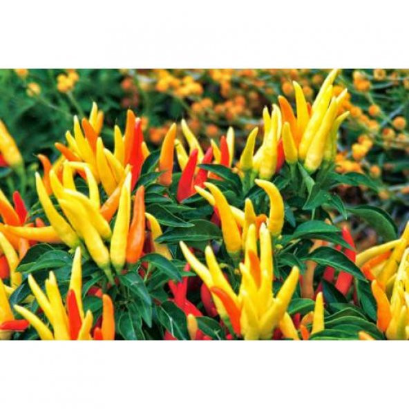 Acı Yayla Biberi Tohumu Ekim Seti 20 Tohum +Saksı +Toprak +Süpriz - 2