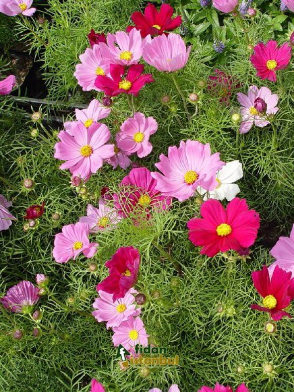 Cosmos Çiçeği Tohumu 5 Tohum Kozmoz Çiçek Tohumu + Süpriz Hediye - Resim 5