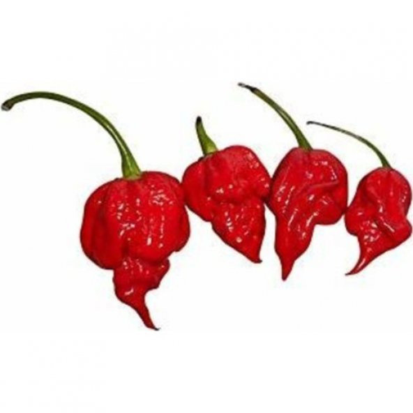 Çok Acı Trinidad Scorpion Biber Tohumu 5 Tohum + Süpriz Hediye - 2