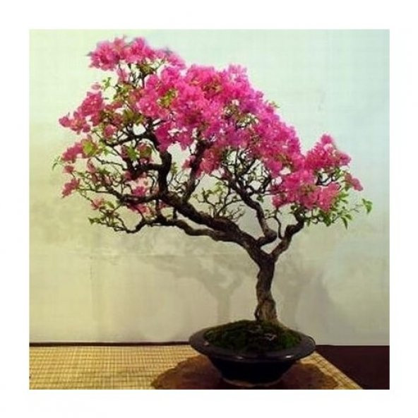 İthal Krep Mersin Bonzai Ağacı Tohumu Ekim Seti 5 Tohum +Saksı+To - 3