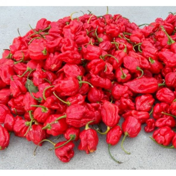 Çok Acı Trinidad Scorpion Biber Tohumu 5 Tohum + Süpriz Hediye - 3