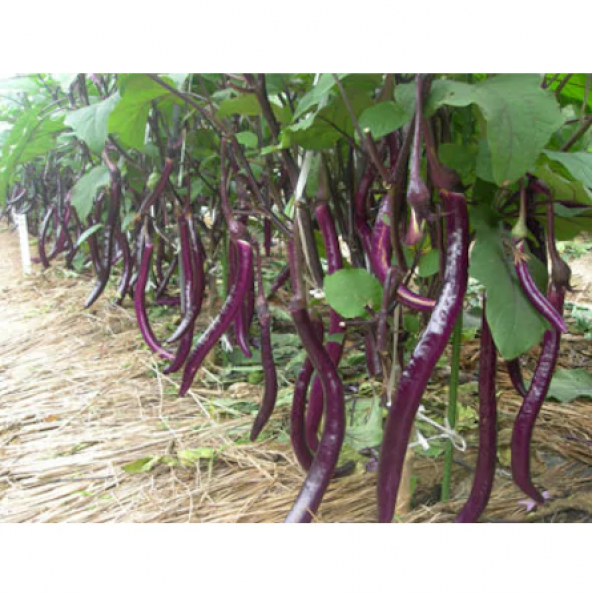 Nadir İthal Dev Kemer Patlıcan Tohumu 5 Tohum Kemer Patlıcanı - 2