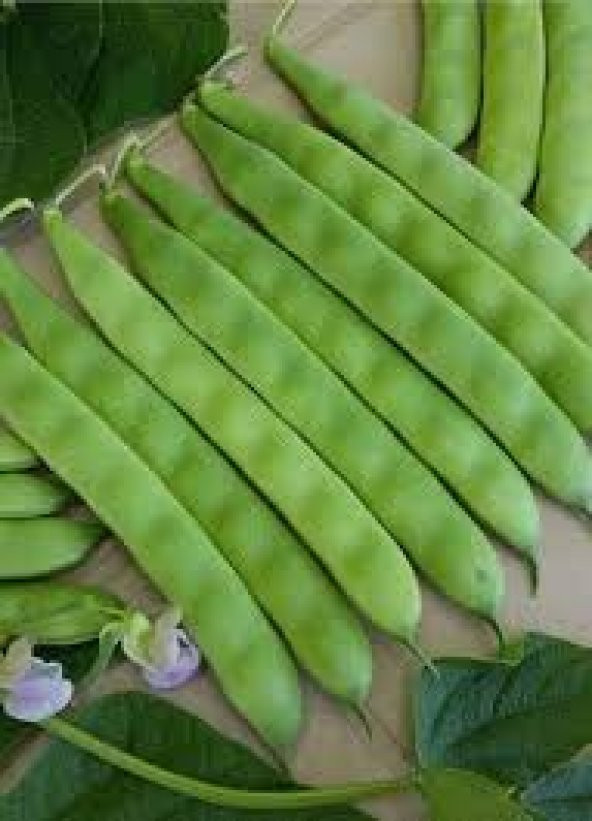 Erkenci Sarıkız Fasulyesi Tohumu Ekim Seti 15 Tohum +Saksı+Toprak - 2