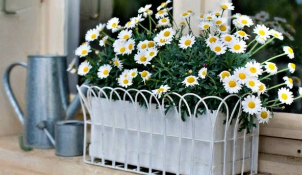 Yayılıcı Papatya Tohumu Ekim Seti 25 Tohum +Saksı+Toprak+Süpriz - Resim 3