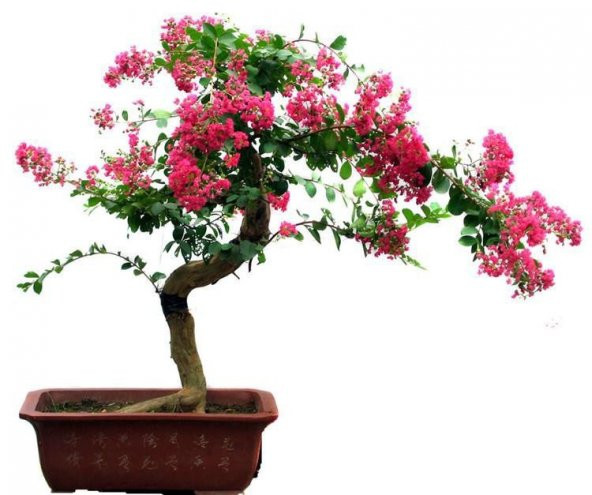 İthal Krep Mersin Bonzai Ağacı Tohumu 5 Tohum +Süpriz Bonsai Tohu