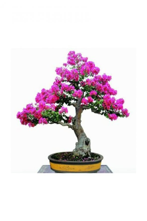 İthal Krep Mersin Bonzai Ağacı Tohumu 5 Tohum +Süpriz Bonsai Tohu - Resim 2