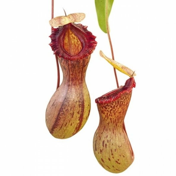 İthal Nepentes Tohumu Etobur Sinek Kapan Etçil Bitki 5 Tohum +Süp - Resim 2