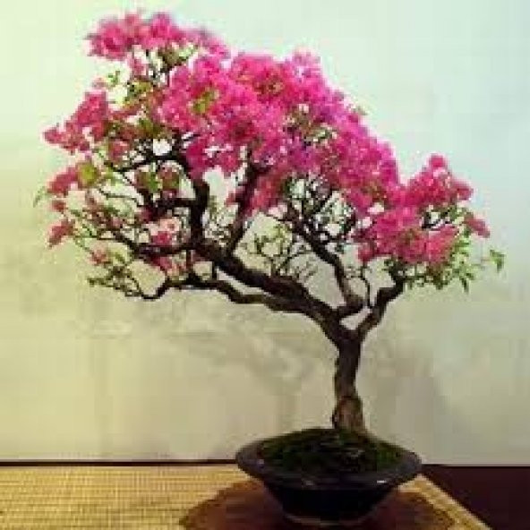 İthal Krep Mersin Bonzai Ağacı Tohumu 5 Tohum +Süpriz Bonsai Tohu - Resim 3