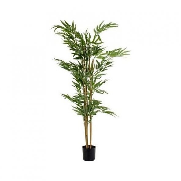 İthal Yeşil Bambu Tohumu Ekim Seti 3 Tohum +Saksı+Toprak+Süpriz