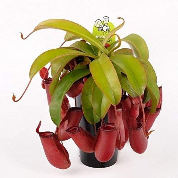 İthal Nepentes Tohumu Etobur Sinek Kapan Etçil Bitki 5 Tohum +Süp - Resim 3