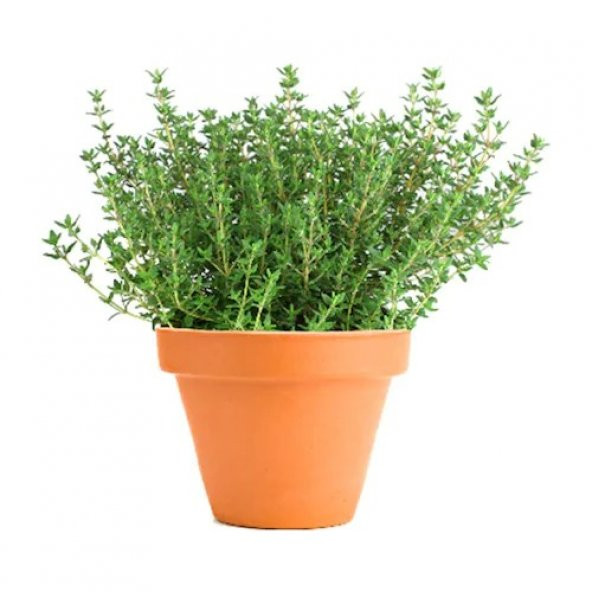 Aromatik Dağ Kekiği Tohumu Ekim Seti Kekik Tohumu + Saksı +Toprak