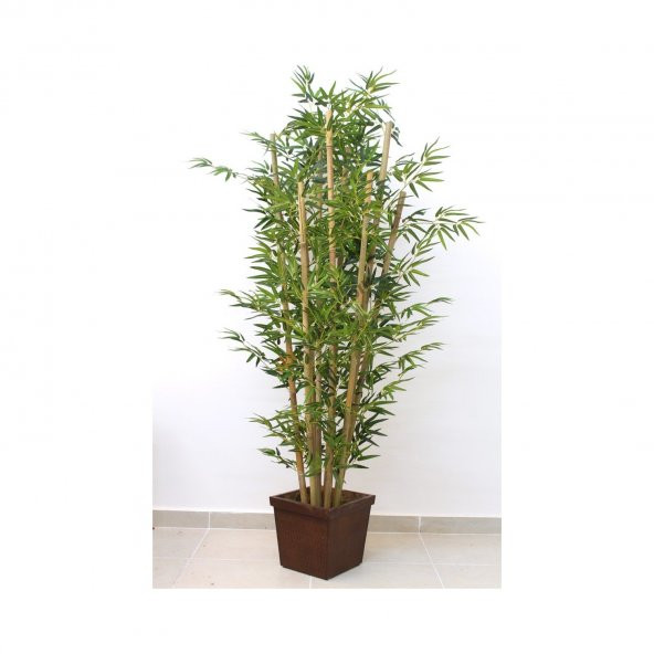 İthal Yeşil Bambu Tohumu Ekim Seti 3 Tohum +Saksı+Toprak+Süpriz - Resim 2