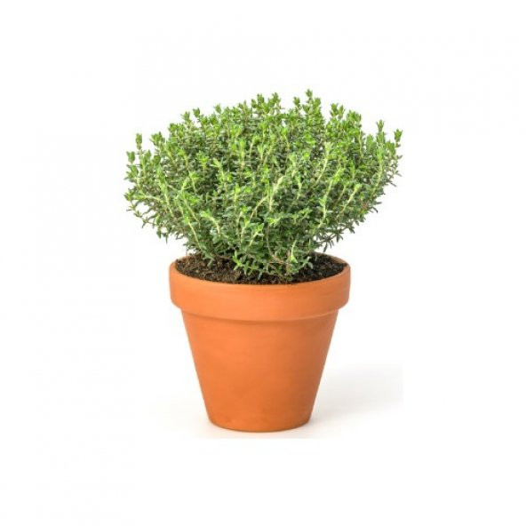 Aromatik Dağ Kekiği Tohumu Ekim Seti Kekik Tohumu + Saksı +Toprak - Resim 2