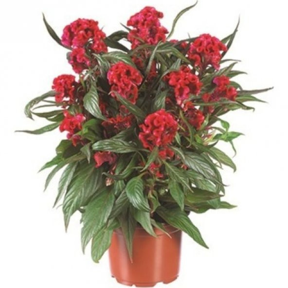 Horozibiği Çiçeği Tohumu Ekim Seti 5 Tohum Horoz İbiği +Saksı+Top