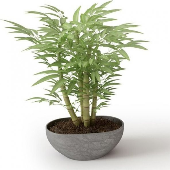 İthal Yeşil Bambu Tohumu Ekim Seti 3 Tohum +Saksı+Toprak+Süpriz - Resim 3