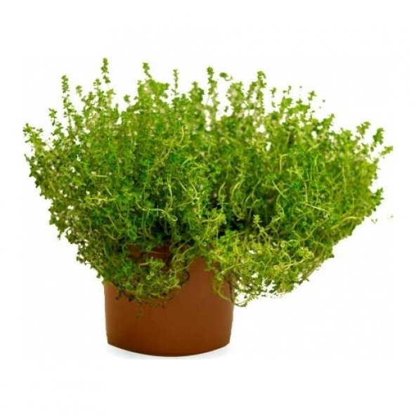 Aromatik Dağ Kekiği Tohumu Ekim Seti Kekik Tohumu + Saksı +Toprak - Resim 3