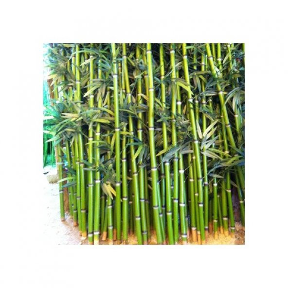 İthal Yeşil Bambu Tohumu Ekim Seti 3 Tohum +Saksı+Toprak+Süpriz - Resim 4