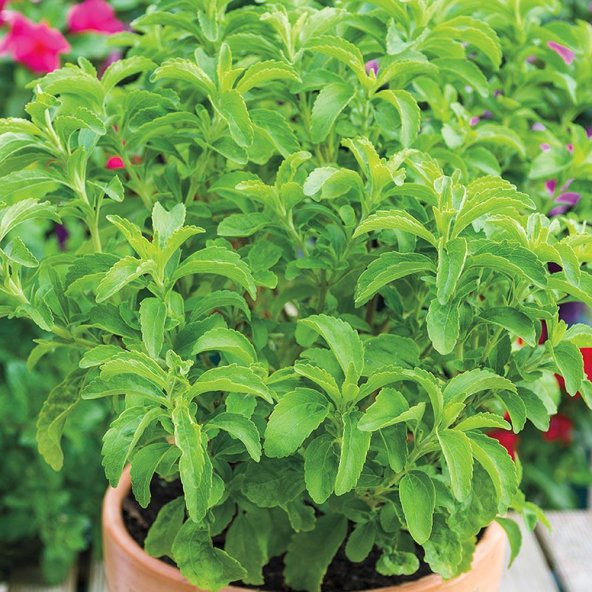 Stevia Şeker Otu Tohumu Ekim Seti 10 Tohum +Saksı+Toprak+Süpriz - 3