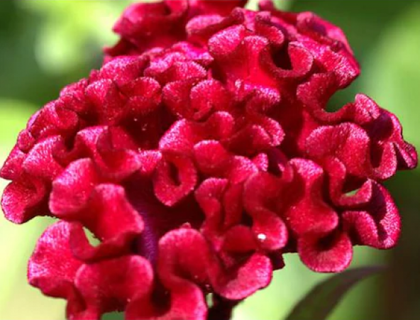 Horozibiği Çiçeği Tohumu Ekim Seti 5 Tohum Horoz İbiği +Saksı+Top - 2