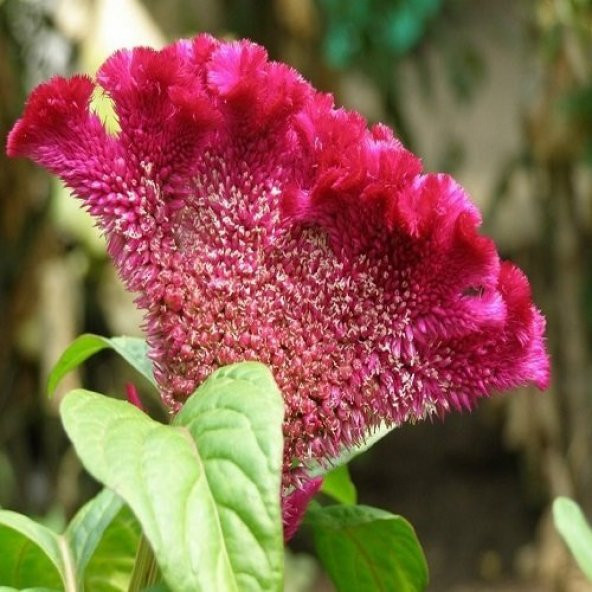 Horozibiği Çiçeği Tohumu Ekim Seti 5 Tohum Horoz İbiği +Saksı+Top - 3