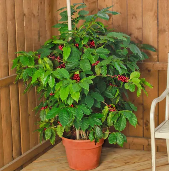 İthal Japon Yeşil Çay Tohumu Ekim Seti 3 Tohum + Saksı + Toprak - 2