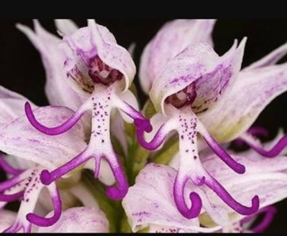 Nadir İnsan Orkide Tohumu Ekim Seti 5 Tohum + Saksı+Toprak+Hediye - Resim 3