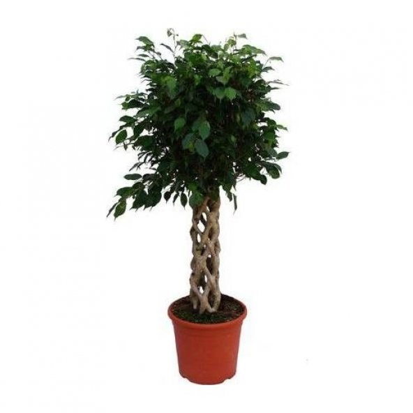 Nadir Örgülü Pachira Tohumu 3 Tohum Para Bitkisi + Süpriz Hediye