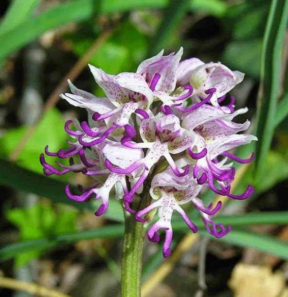 Nadir İnsan Orkide Tohumu Ekim Seti 5 Tohum + Saksı+Toprak+Hediye - Resim 4