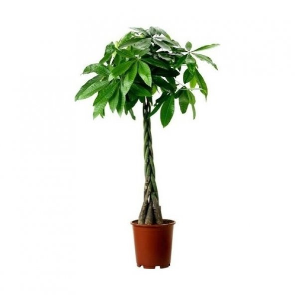 Nadir Örgülü Pachira Tohumu 3 Tohum Para Bitkisi + Süpriz Hediye - 3