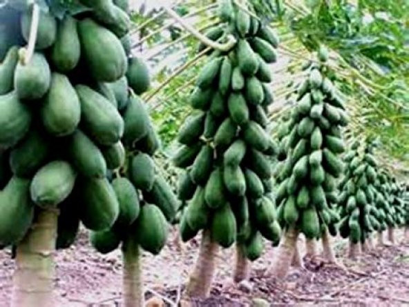 Papaya Ağacı Ekim Seti 3 Tohum + Saksı + Toprak + Süpriz Hediye - 2