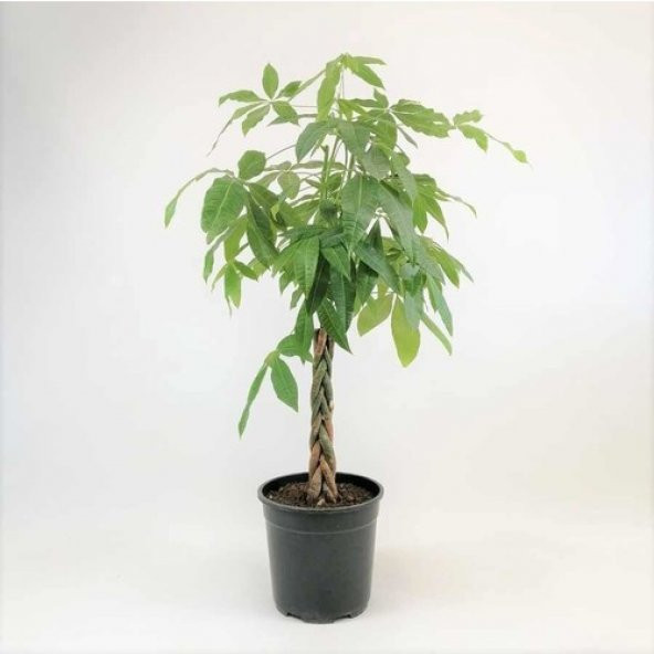 Nadir Örgülü Pachira Tohumu 3 Tohum Para Bitkisi + Süpriz Hediye - 4