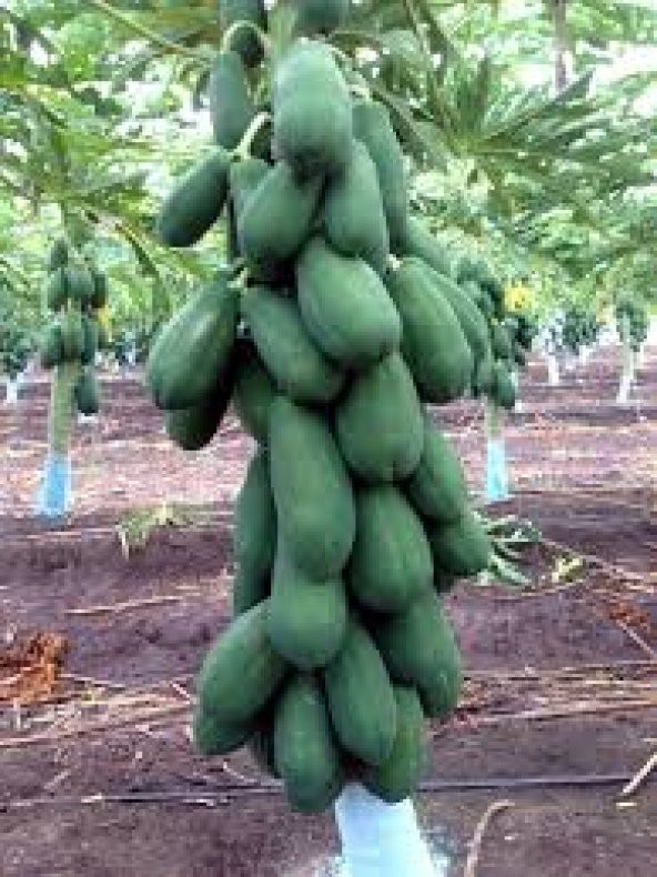 Papaya Ağacı Ekim Seti 3 Tohum + Saksı + Toprak + Süpriz Hediye - 3