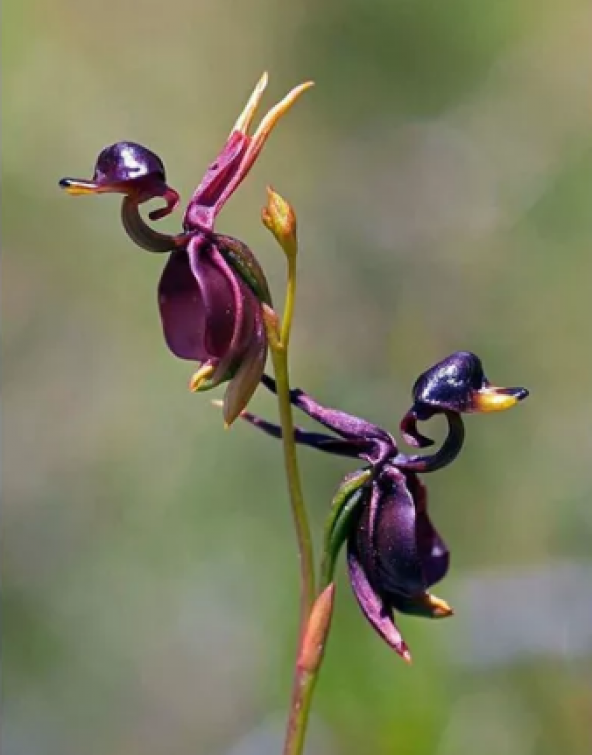 Ördek Orkide Tohumu Ekim Seti 5 Tohum +Saksı+Toprak+Hediye