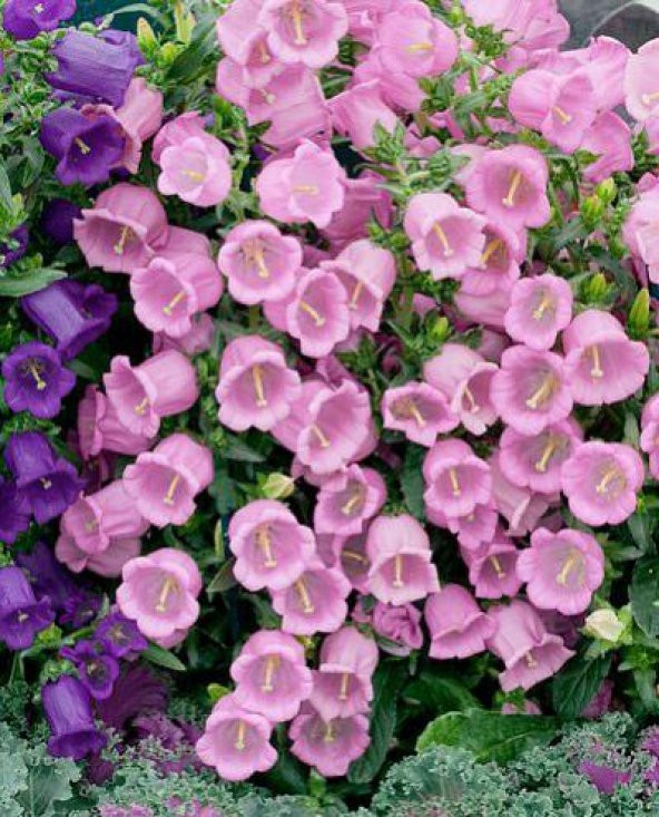 Pembe Çan Çiçeği Tohumu 5 Tohum + Süpriz Hediye Tohum - Resim 3